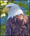 _4SB9805 bald eagle portrait
